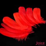 Penas De Cegonha Soltas C/200-Unidades - Imagem 14